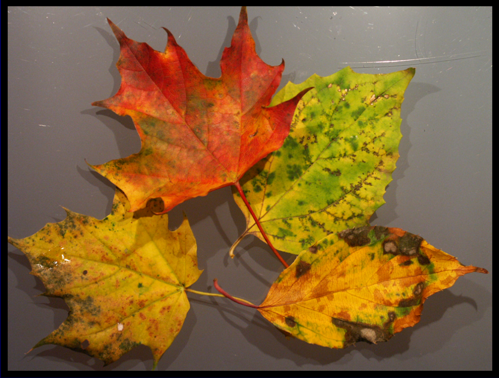 Bild 1 Schimmelpilze messen: Mit Schwärze-Schimmelpilzen bewachsene Blätter